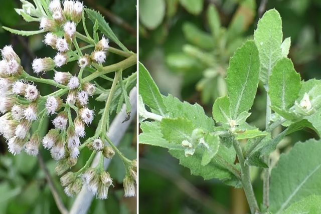 Tác dụng chữa đau nhức xương khớp của cúc tần